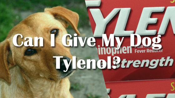 can you give dogs ibuprofen or tylenol for pain